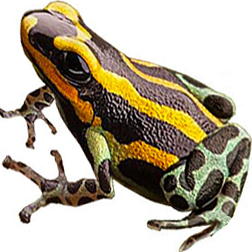 Panguana Dart Frog